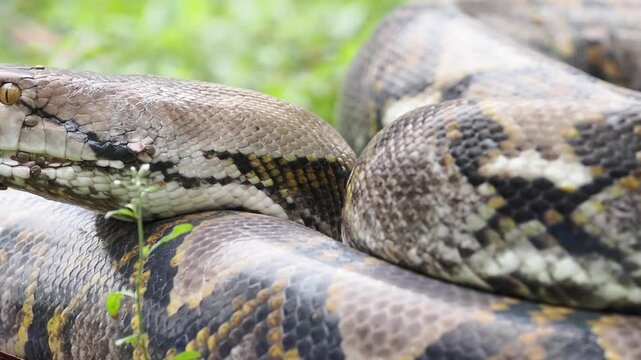 Reticulated python on the grass coiled low to the ground amidst green plants and foliage.