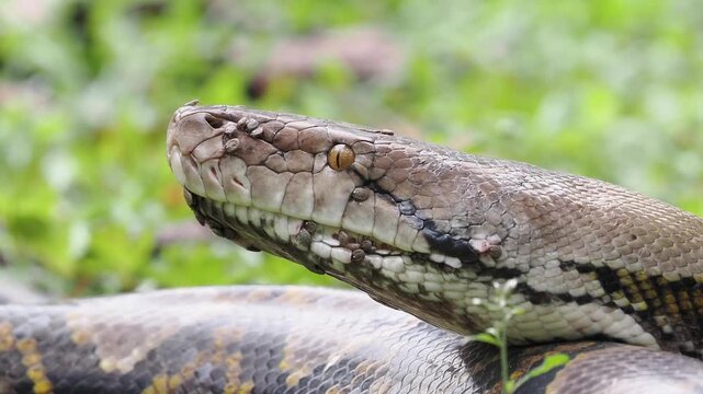Reticulated python on the grass coiled low to the ground amidst green plants and foliage.