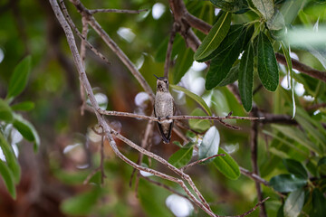 hummingbird on a branch © Seth
