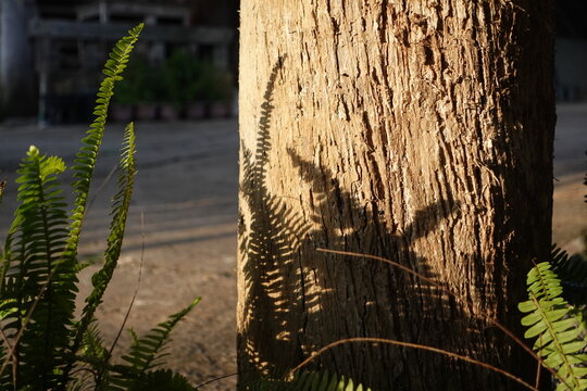 close-up photograph showcasing the crisp shadow of a green fern frond cast gracefully onto the rough, textured surface of a vertical wooden tree trunk. Warm sunlight highlights the wood's grains and t