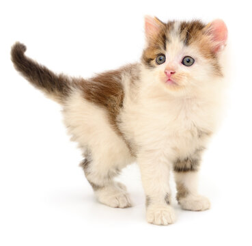 fluffy calico kitten standing isolated on white background