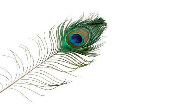 Beautiful elegant peacock feather with bright blue eye pattern isolated on transparent background.