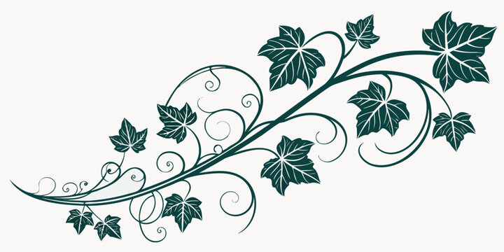 Decorative ivy vine border with swirls and pointed leaves graphic vector art graphic design botanical ornamental decoration climbing isolated artistic tendrils evergreen illustration