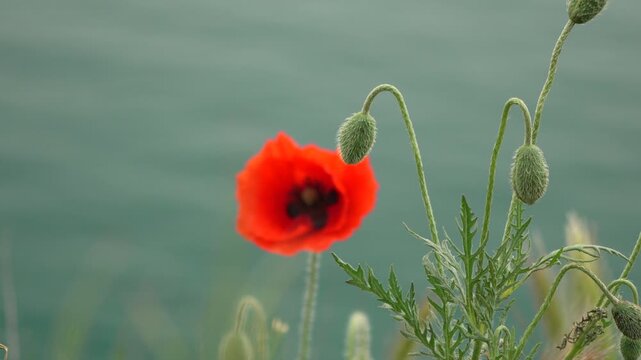 Red poppy bloom sways gently against a blurred coastal backdrop. Macro side shot captures the vivid movement of thin wild flowers outdoors.