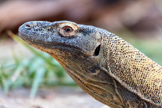 Close up portrait of a Komodo Dragon 