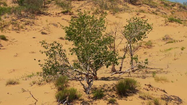 Green trees growing on dry sand dunes in an arid desert landscape