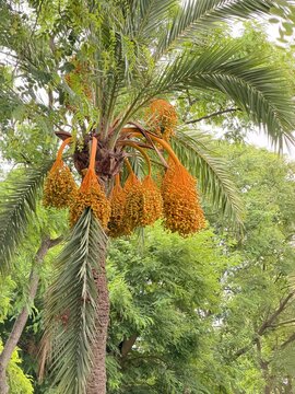 Ripening orange date palm fruit clusters hanging from a tall palm tree, showing abundant harvest and tropical growth in calvia, balearic islands, spain