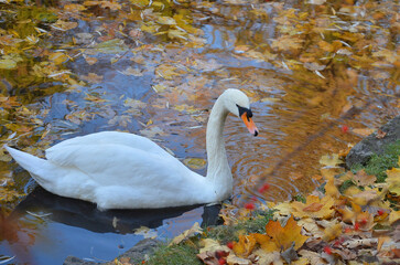 White swan swims in the water of an autumn pond with a lot of fallen leaves. Closeup portrait of mute swans (cygnus olor) in autumn lake. © Mariana