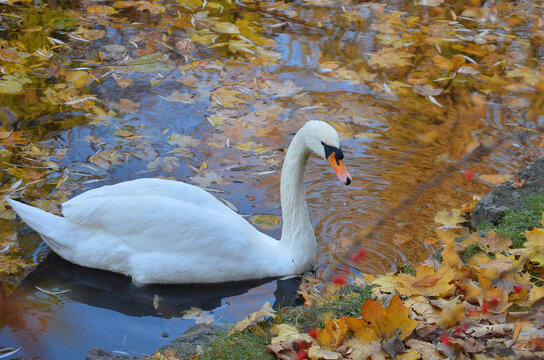 White swan swims in the water of an autumn pond with a lot of fallen leaves. Closeup portrait of mute swans (cygnus olor) in autumn lake.