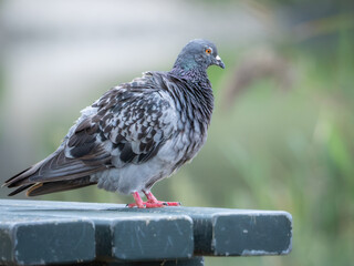 Obraz premium Feral pigeon perched on bench, Gravesend, Kent, UK.