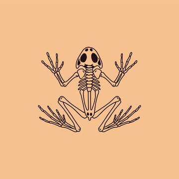 Frog skeleton graphic vector illustration centered on a solid light background.
