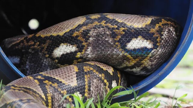 Python slithered inside and coiled up in a blue plastic barrel.