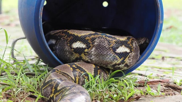 Reticulated python on the grass coiled low to the ground amidst green plants and foliage.
