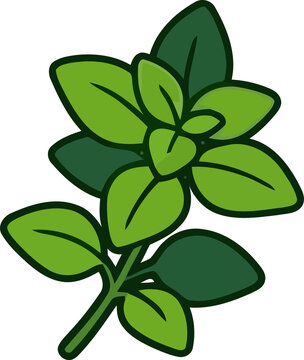 Fresh green oregano sprig illustration on a white background perfect for culinary designs