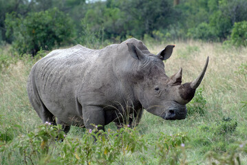 White rhinoceros, Africa, Kenya © Oleg Znamenskiy