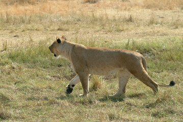 Lioness in Maasai Mara, Kenya. Africa © Oleg Znamenskiy