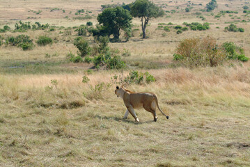 Lioness in Maasai Mara, Kenya. Africa © Oleg Znamenskiy