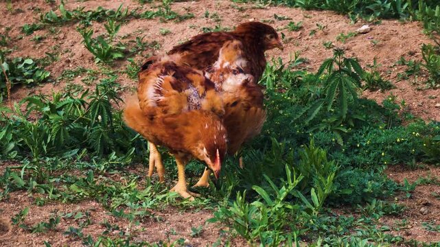 Two Young Brown Chickens Pecking at Dirt and Green Weeds in a Farm Yard
