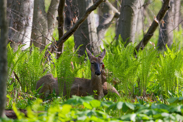 Obraz premium The white-tailed deer or Virginia deer (Odocoileus virginianus) in Wisconsin state forest.