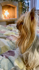 Cozy Scene Featuring a Yorkshire Terrier Watching a Warm Fire in a Comfortable Indoor Setting with Colorful Bedding © Aleksandra