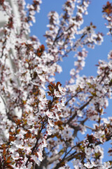 Obraz premium Black Cherry Plum flowers - Latin name - Prunus cerasifera Nigra