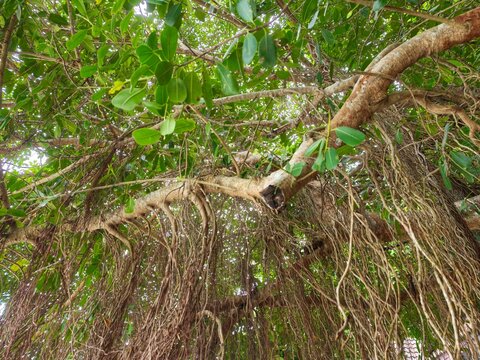 Low angle view of lush banyan tree branches with dense aerial hanging roots and green foliage canopy