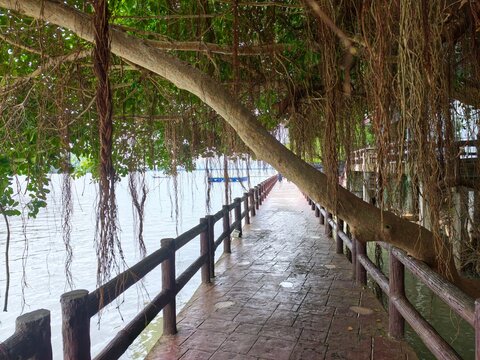 Scenic wooden boardwalk walkway along the riverbank sheltered by hanging roots of banyan tree in park