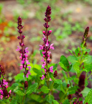 Pink salvia nemorosa New Dimension Rose flowers blooming in a garden.
