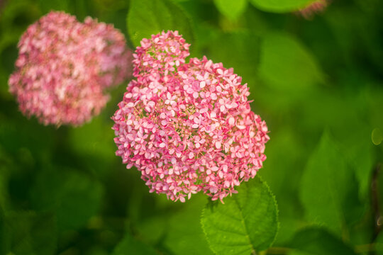 Blooming pink hydrangea "Pink Annabelle"in the garden. Shallow depth of field.