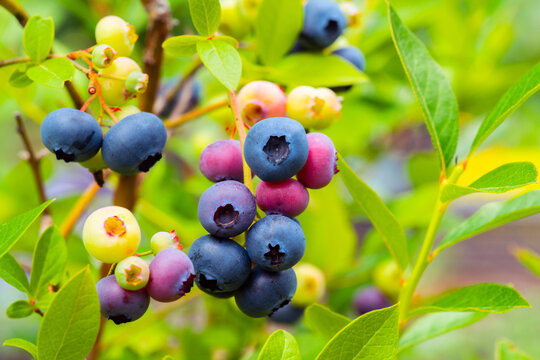 Mixed ripe and unripe blueberries in cluster on bush. Selective focus.