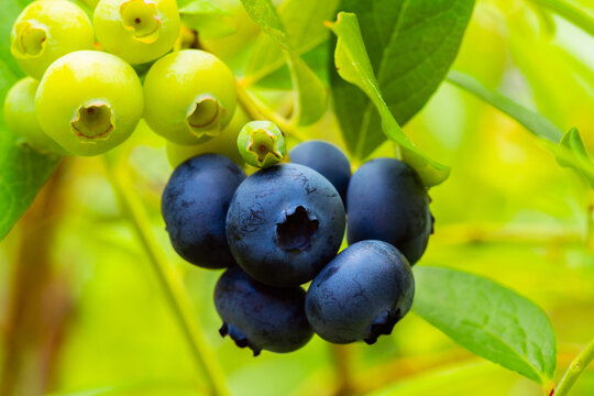 Mixed ripe and unripe blueberries in cluster on bush. Selective focus.