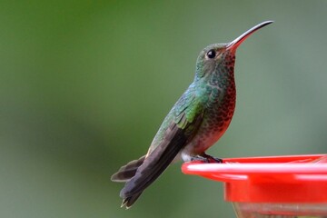 Rufous-tailed hummingbird perched on a red feeder looking upward at Hacienda San Vicente, Mindo, Ecuador © Christian