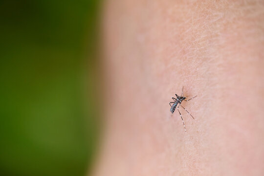mosquito sucking blood extreme macro