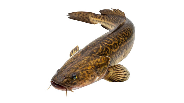 Fresh raw whole wild catfish cod river fish ingredient isolated on transparent background.