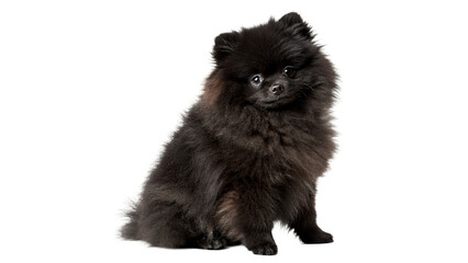 Cute small fluffy black pomeranian spitz puppy dog isolated on transparent background. © Samuel Sutton