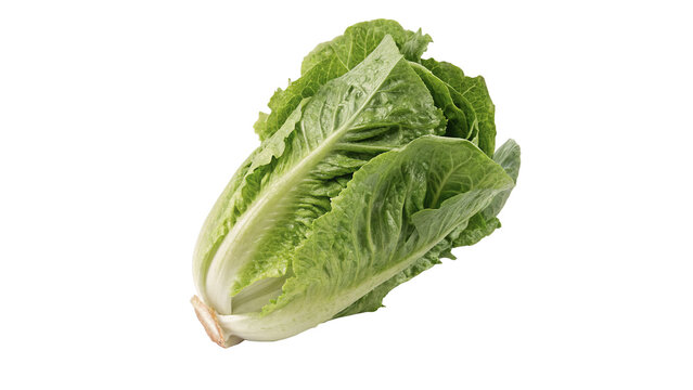 Whole fresh crisp organic green romaine lettuce cabbage isolated on transparent background.