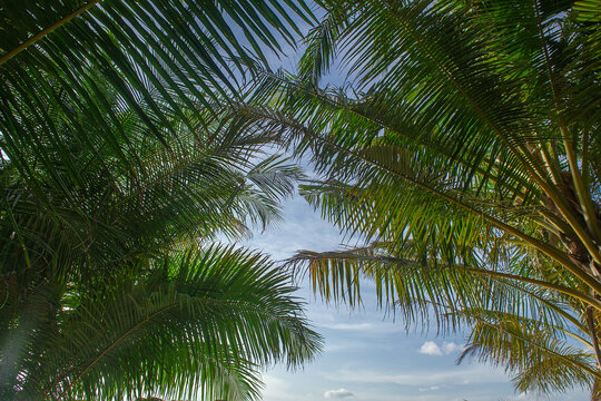 Maldives, Tropical beach view framed by coconut palm trees.