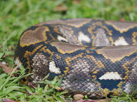 Reticulated python on the grass coiled low to the ground amidst green plants and foliage.
