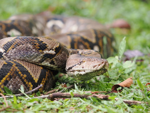 Reticulated python on the grass coiled low to the ground amidst green plants and foliage.
