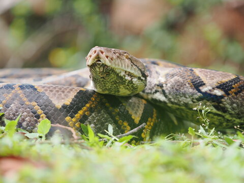 Reticulated python on the grass coiled low to the ground amidst green plants and foliage.

