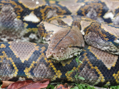 Reticulated python on the grass coiled low to the ground amidst green plants and foliage.

