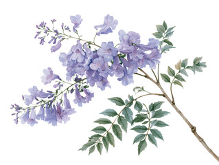 Obraz premium Jacaranda flowering tree branch purple blossom green leaf isolated botanical illustration for tropical garden design