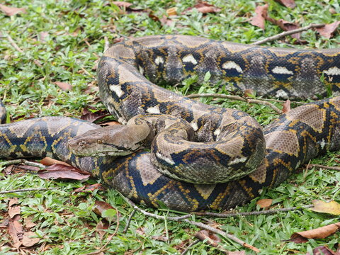 Reticulated python on the grass coiled low to the ground amidst green plants and foliage.
