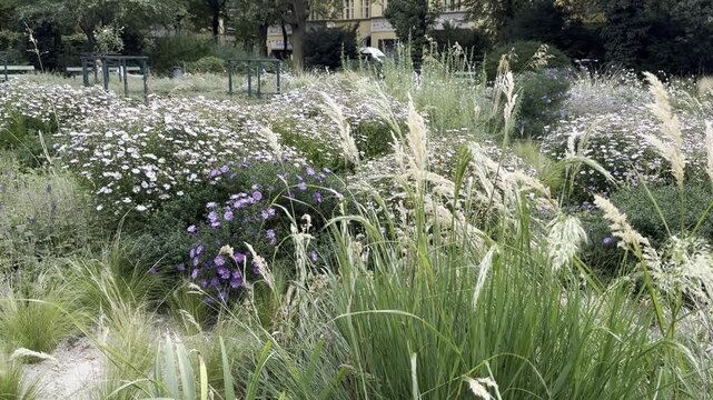 Modern prairie-style garden design with New World asters and Calamagrostis feather reed grass. Autumn seasonal mixborder in morning light.