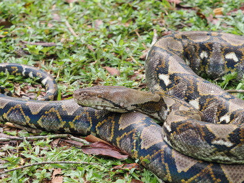Reticulated python on the grass coiled low to the ground amidst green plants and foliage.
