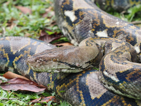 Reticulated python on the grass coiled low to the ground amidst green plants and foliage.
