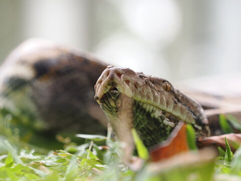 Reticulated python on the grass coiled low to the ground amidst green plants and foliage.
