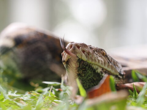 Reticulated python on the grass coiled low to the ground amidst green plants and foliage.
