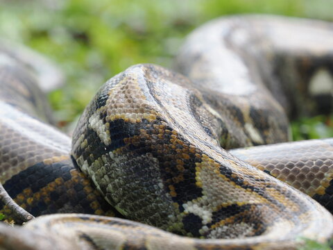 Reticulated python on the grass coiled low to the ground amidst green plants and foliage.
