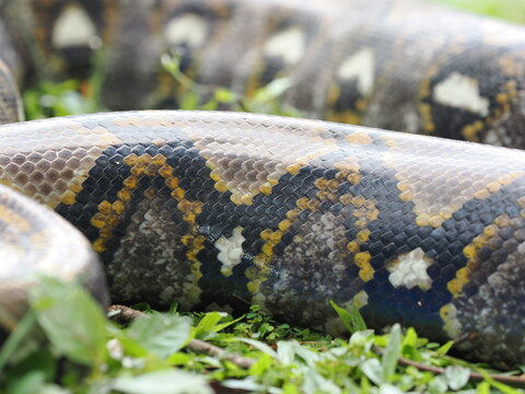 Reticulated python on the grass coiled low to the ground amidst green plants and foliage.
